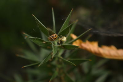 Close-up of insect on plant