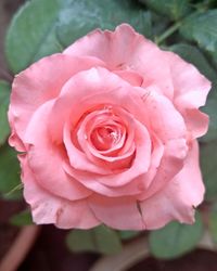 Close-up of pink rose blooming outdoors