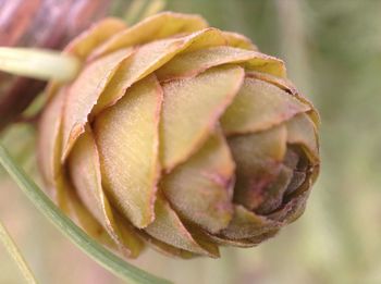 Close up of cone