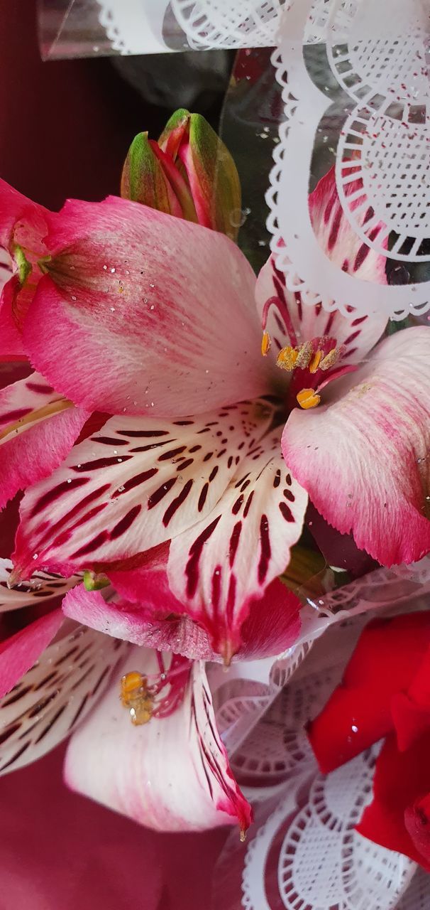 CLOSE-UP OF PINK LILIES