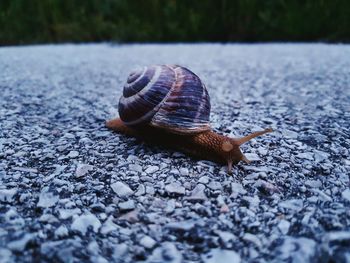 Close-up of snail on stone path