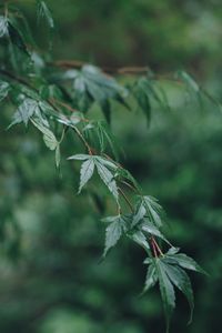 Close-up of plant