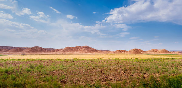 New born plants on the field beside wheat field in iran. panorama view of plants and cultivating