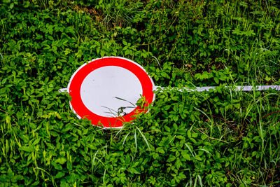 Close-up of road sign against plants