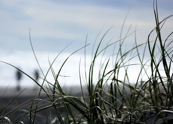 Close-up of grass growing at beach against sky