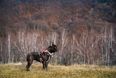 French bulldog dog on winter landscape