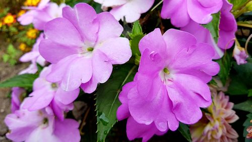 Close-up of pink flowers blooming outdoors