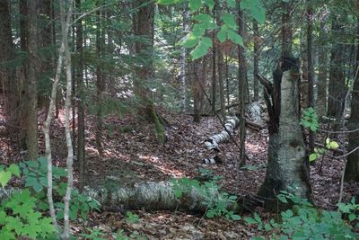 Trees in forest