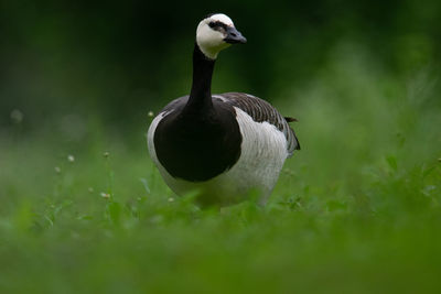 Close-up of a bird on a field