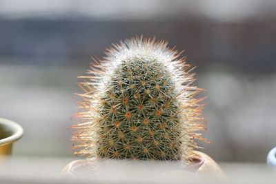 Close-up of succulent plant