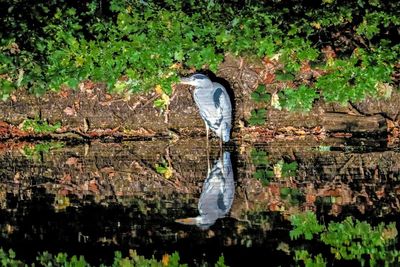 High angle view of gray heron by lake