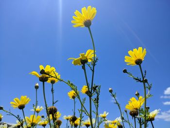 Low angle view of yellow flowering plant against clear blue sky