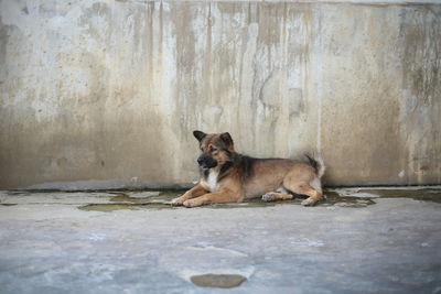 Dog sitting on wall