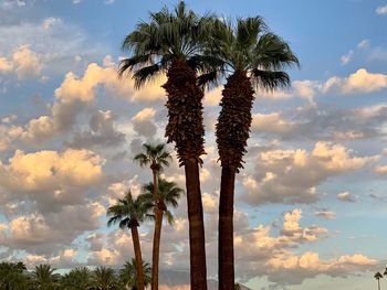 Low angle view of palm tree against sky