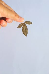 Close-up of hand holding autumn leaves over white background