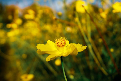 Close-up of yellow flowering plant on field