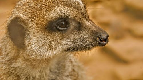 Close-up of an animal