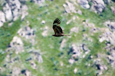 Close-up of bird flying in sky