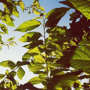 Low angle view of leaves on tree