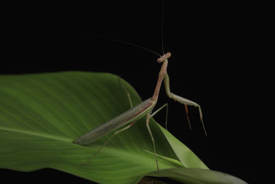 Close-up of insect on leaf against black background