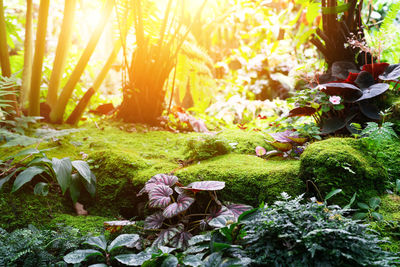 Close-up of flowering plants in a forest