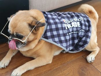 Close-up of a dog resting on hardwood floor