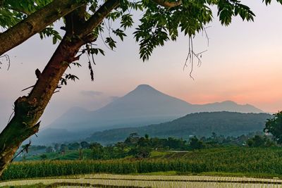 Scenic view of agricultural field against sky during sunset