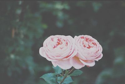 Close-up of pink rose blooming outdoors