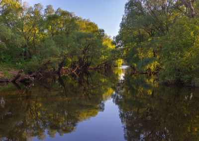Scenic view of lake in forest against sky