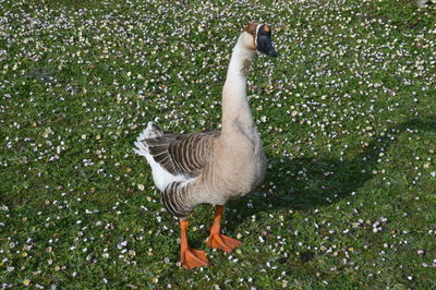 High angle view of bird on field