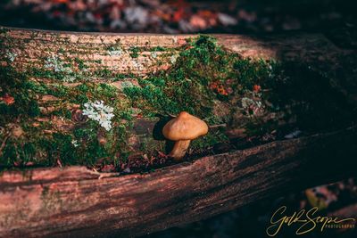 Close-up of mushroom growing on tree trunk