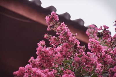 Close-up of pink flowers blooming on tree against sky