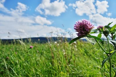 Close-up of flowers blooming in field