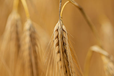 Close-up of wheat growing in field