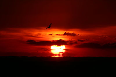 Silhouette bird flying in sky during sunset