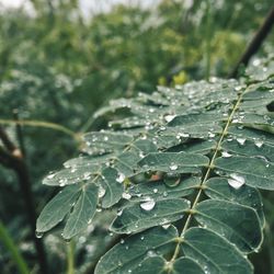 Close-up of raindrops on leaves