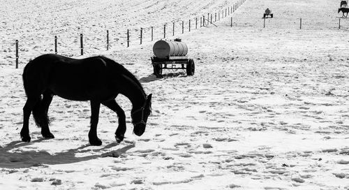 Horse walking on field