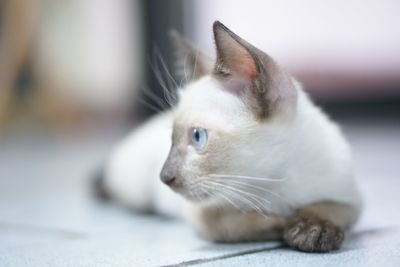 Close-up of cat lying on floor