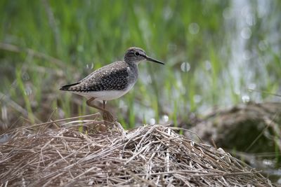 Close-up of bird perching on nest