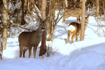 Deer standing on snow covered field