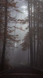 Road amidst trees in forest during foggy weather