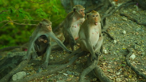 Monkeys in a forest