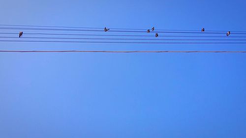 Low angle view of birds flying against clear blue sky