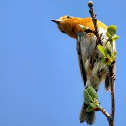 Low angle view of a bird