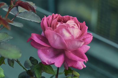 Close-up of pink rose