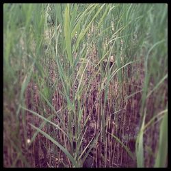 Close-up of plant growing on field