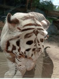 Close-up of a cat