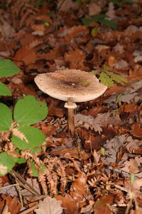 Mushrooms growing in forest