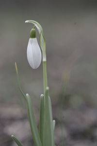 Close-up of white flowering plant