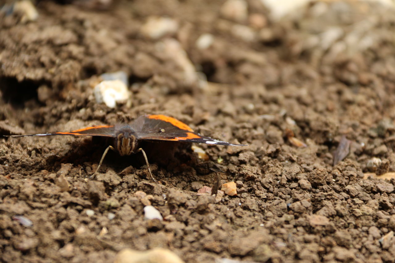 CLOSE-UP OF BUTTERFLY ON A LAND